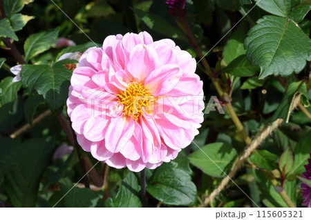 ピンクのダリアの花 115605321