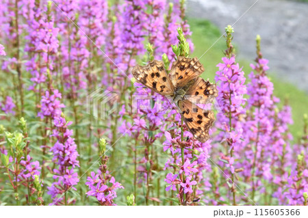 キタテハとみそはぎの花 キタテハとみそはぎの花 115605366