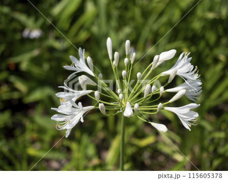 白いアガパンサスの花 白いアガパンサスの花 115605378