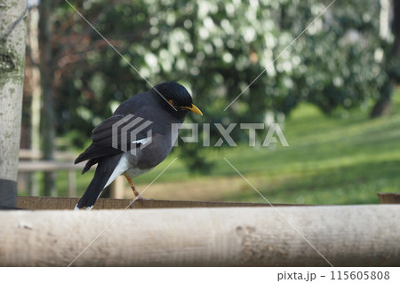 A gorgeous black bird is perched on a wooden surface against a lush green background 115605808