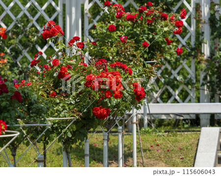 植物園に咲く赤い薔薇の花 115606043