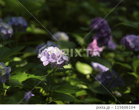 射し込む光に照らされた紫陽花の花 115606104