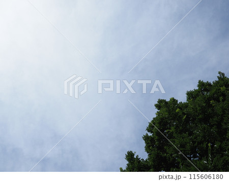 空と森　緑と風に癒されて　リラックス空間 115606180