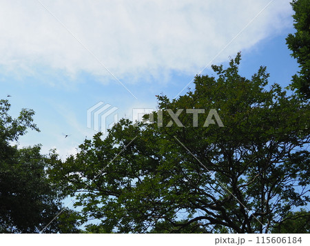 空と森　緑と風に癒されて　リラックス空間 115606184