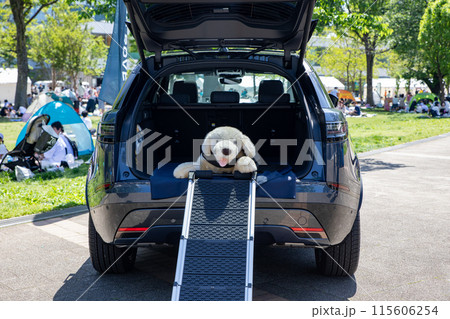 犬を降ろす車のスロープのイメージ 115606254