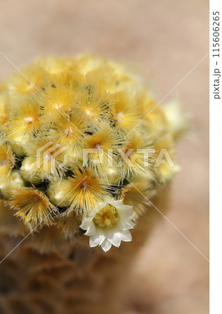 カルメナエ・多肉植物の花 カルメナエ・多肉植物の花 115606265