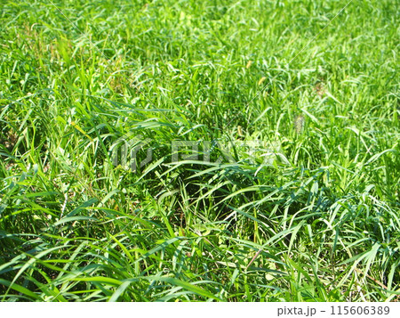 草原　風のふく草原で時をすごす。 115606389