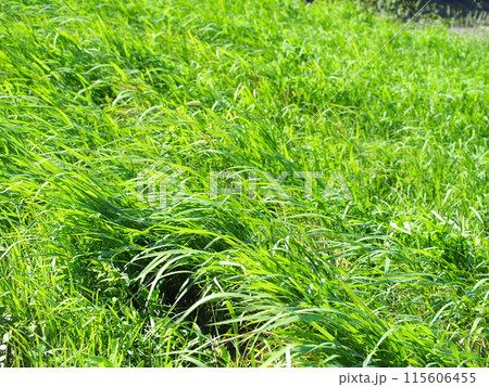 草原　風のふく草原で時をすごす。 115606455