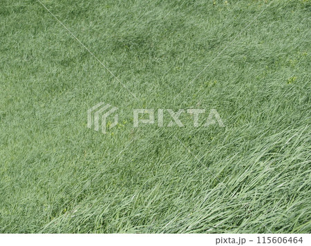 草原　風のふく草原で時をすごす。 115606464