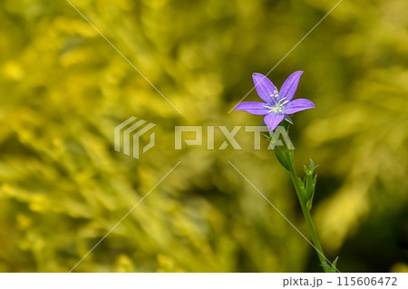 ヒナキキョウソウの花 115606472