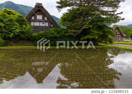 【岐阜県_白川郷】日本の原風景・初夏 【岐阜県_白川郷】日本の原風景・初夏 115606531