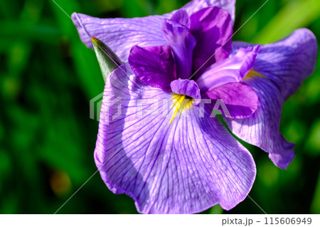 紫の花菖蒲 115606949