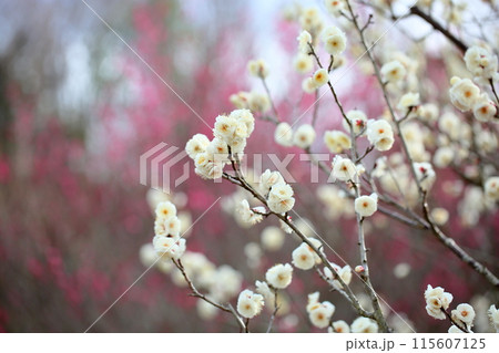 満開 梅の花 虎の尾 満開 梅の花 虎の尾 115607125