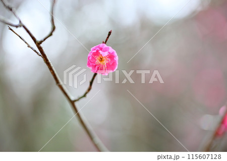 梅の花　八重寒紅 115607128