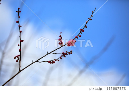 梅の花　道知辺 115607578