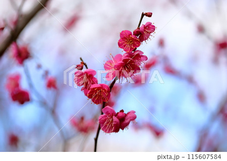 満開　梅の花　紅梅一重 115607584
