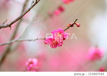 満開　梅の花　紅梅一重 115607585