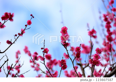 満開　梅の花　大盃 115607587