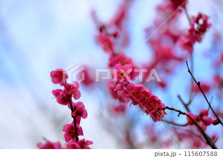 満開　梅の花　大盃 115607588
