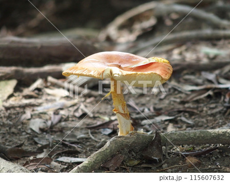 森の怪しいきのこ 森の怪しいきのこ 115607632