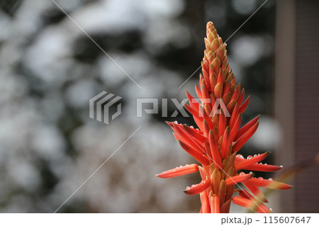 朝露に濡れたアロエの花 朝露に濡れたアロエの花 115607647