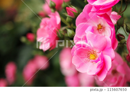 バラのアップ 115607650