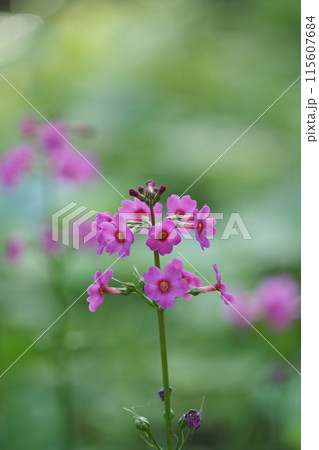 クリンソウの花のアップ クリンソウの花のアップ 115607684