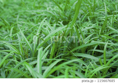 Green leaf background suitable for wallpaper or for text. 115607685