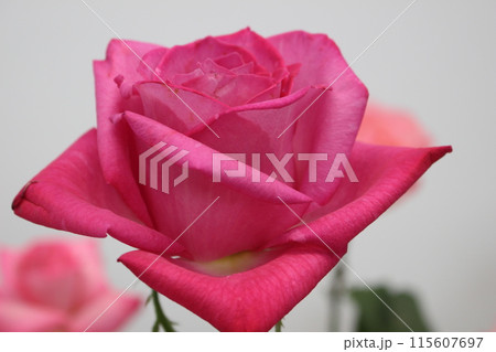 バラ 115607697