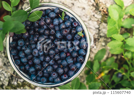 Close-up of Blueberries in white bucket in the forest with green leaves. Country life gardening eco friendly living Harvested berries, process of collecting, harvesting berries into glass jar in the Close-up of Blueberries in white bucket in the forest with green leaves. Country life gardening eco friendly living Harvested berries, process of collecting, harvesting berries into glass jar in the 115607740