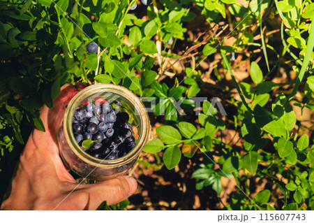 Close-up of male hands picking Blueberries in the forest with green leaves. Man Harvested berries, process of collecting, harvesting berries into glass jar in the forest. Bush of ripe wild blackberry 115607743