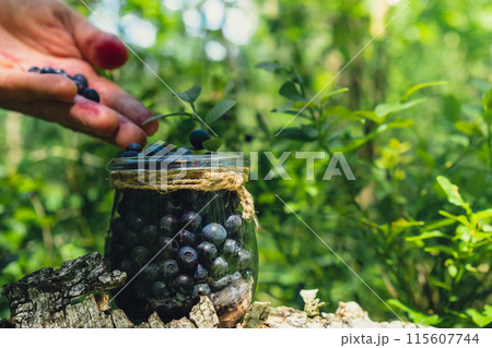 Close-up of male hands picking Blueberries in the forest with green leaves. Man Harvested berries, process of collecting, harvesting berries into glass jar in the forest. Bush of ripe wild blackberry 115607744