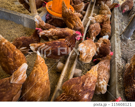 chicken eat feed and grain at farm 115608121