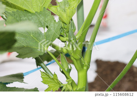 家庭菜園のオクラ 家庭菜園のオクラ 115608612