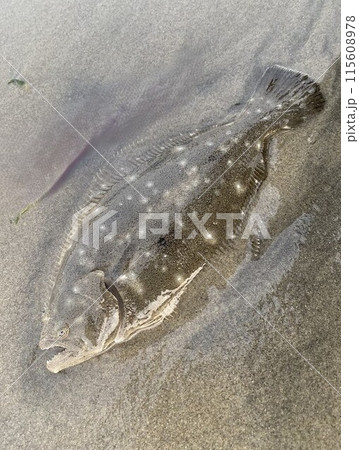 砂に埋もれる魚 115608978