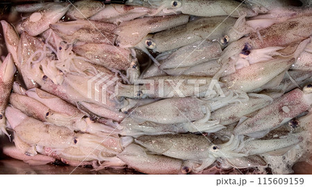 Fresh squids display in wet market. Asian food concept 115609159