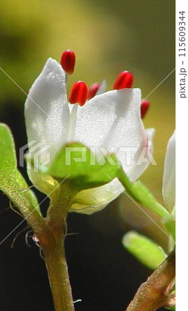 高尾山のかわいい宝物　花(3月)ハナネコノメ(花猫の目)40-1V9.16 115609344