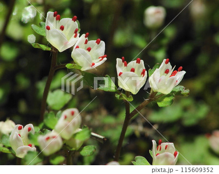 高尾山のかわいい宝物　花(3月)ハナネコノメ(花猫の目)41H4.3 115609352