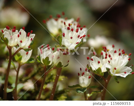 高尾山のかわいい宝物 花(3月)ハナネコノメ(花猫の目)43H4.3 高尾山のかわいい宝物 花(3月)ハナネコノメ(花猫の目)43H4.3 115609353