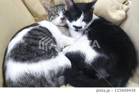 抱き合って眠る猫達 抱き合って眠る猫達 115609438