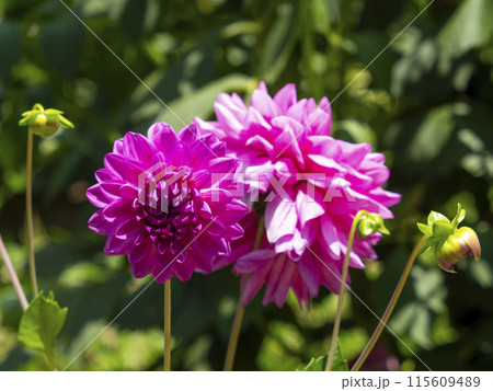 色鮮やかなダリアの花 115609489