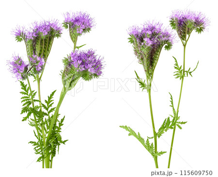 Phacelia flower isolated on white background with full depth of field Phacelia flower isolated on white background with full depth of field 115609750