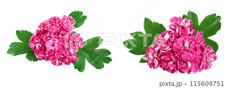 Blooming branch of hawthorn isolated on white background. Crataegus Pauls Scarlet. Blooming branch of hawthorn isolated on white background. Crataegus Pauls Scarlet. 115609751