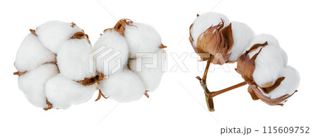 Cotton plant flower isolated on white background with full depth of field 115609752