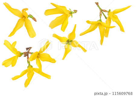 Forsythia yellow flowers blooming isolated on white background. Top view with copy space for your text. Flat lay 115609768
