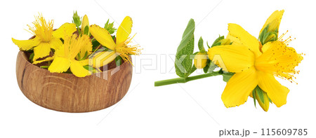 saint john's wort or Hypericum flowers in wooden bowl isolated on white background saint john's wort or Hypericum flowers in wooden bowl isolated on white background 115609785