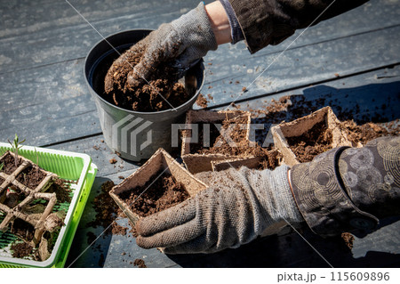 Preparing for planting of seedlings in peat pots, preparation of soil, garden work in spring Preparing for planting of seedlings in peat pots, preparation of soil, garden work in spring 115609896