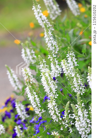 サルビアネモローサ　メローホワイト 115610202