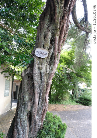 豊後大野市（朝地町）　朝地駅 115610246