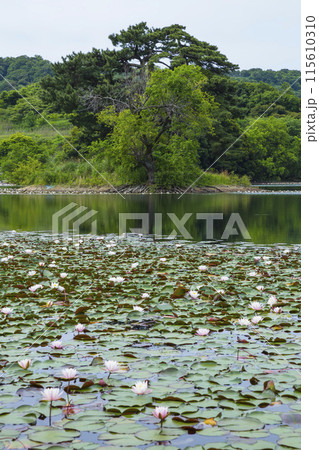 スイレンの花咲く春の池の風景 鳥取県 多鯰ヶ池 スイレンの花咲く春の池の風景 鳥取県 多鯰ヶ池 115610310